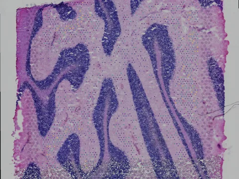 Human brain preview