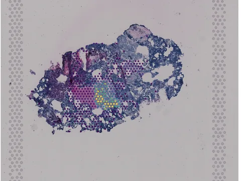 Human brain preview