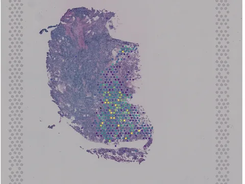 Human brain preview