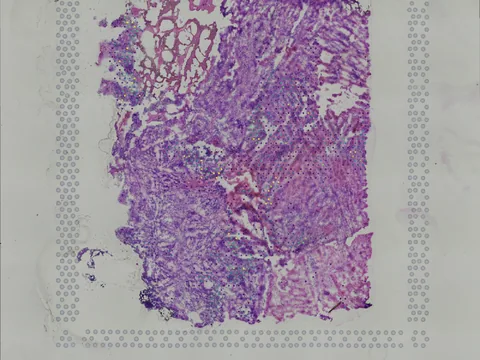 Human brain preview