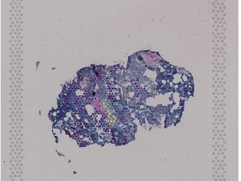 Human brain preview