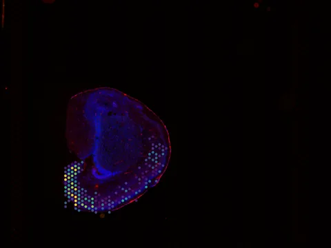 Mouse brain preview