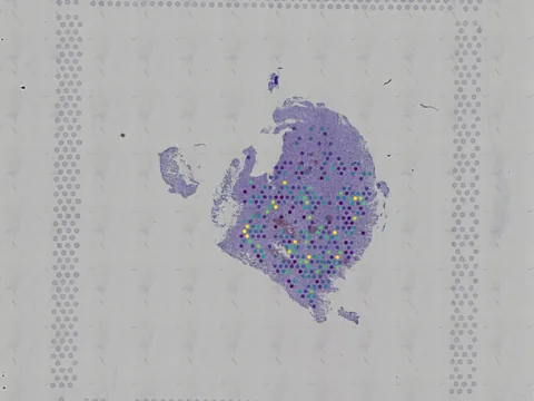 Human brain preview