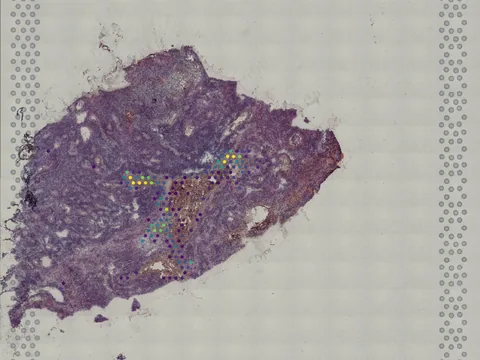 Human brain preview