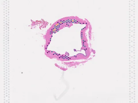 Dog cephalic vein preview