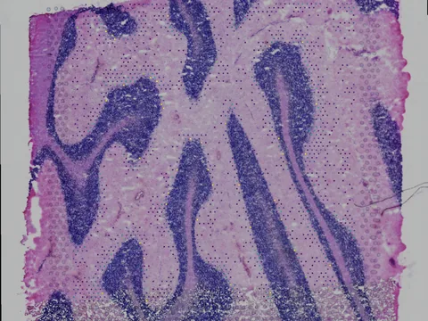 Human cerebellum preview