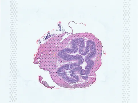 Rat colon preview