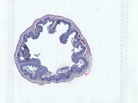Rat colon preview