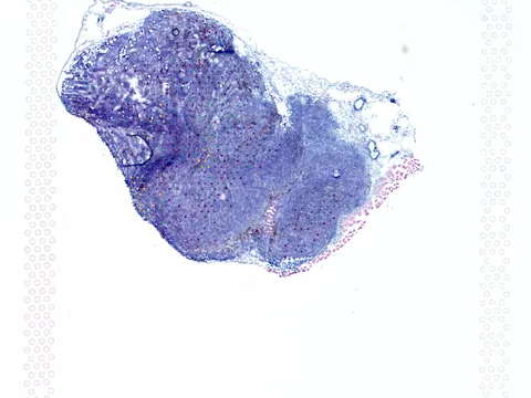 Mouse colon preview