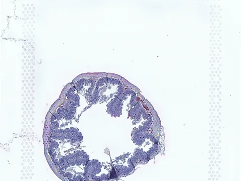 Rat colon preview