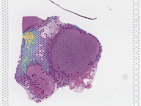 Mouse colon preview