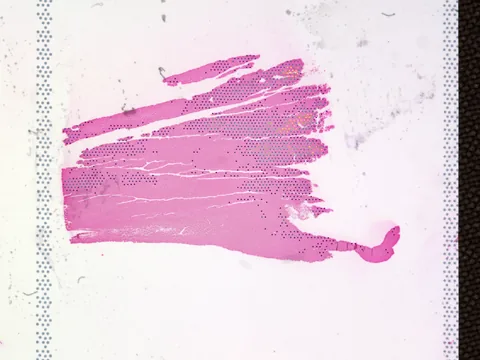 Mouse colon preview