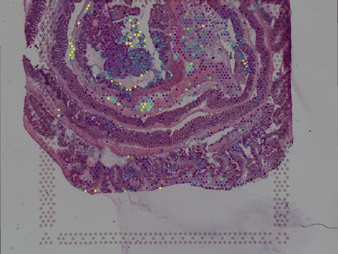 Mouse colon preview