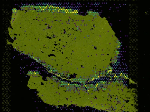 Human dorsolateral prefrontal cortex preview