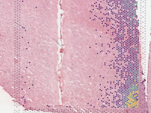 Human dorsolateral prefrontal cortex preview