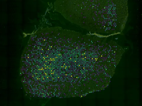 Human dorsolateral prefrontal cortex preview