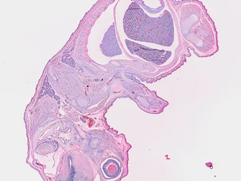 Mouse embryo preview
