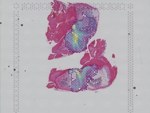Mouse growth plate cartilage preview
