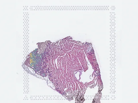 Human heart preview