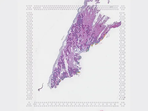 Human heart preview