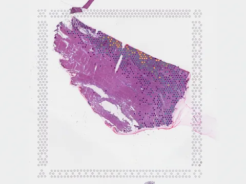 Human heart preview