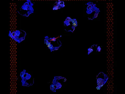 Mouse heart preview
