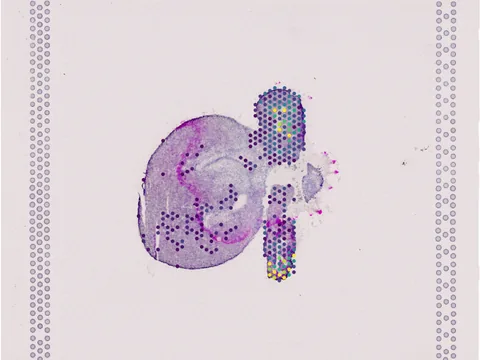 Human heart preview