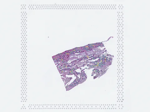 Human heart preview