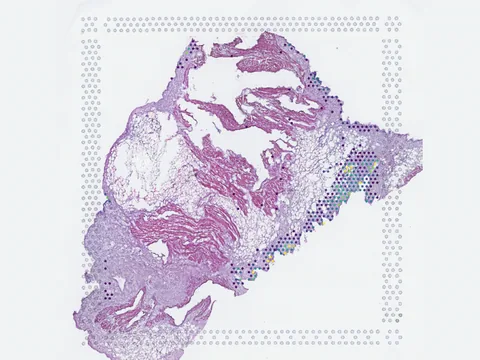 Human heart preview