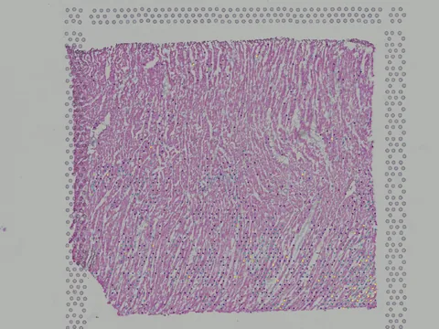 Human heart preview