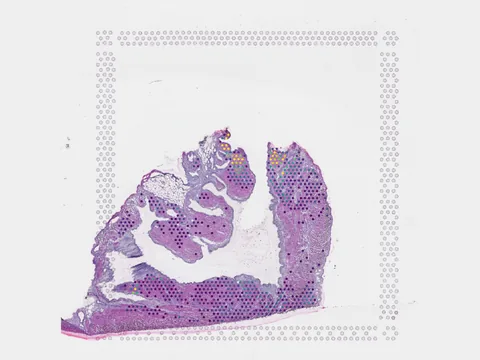 Human heart preview