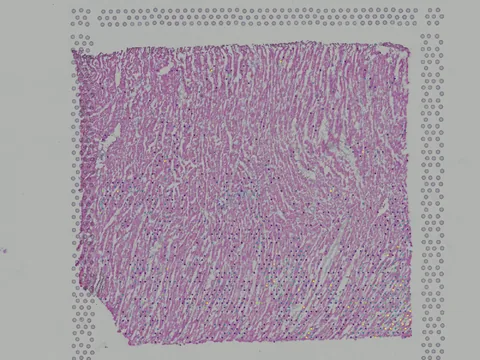 Human heart preview
