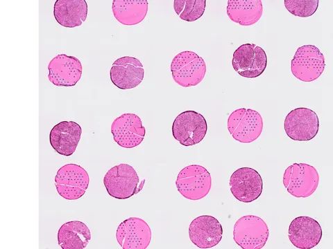 Mouse kidney preview