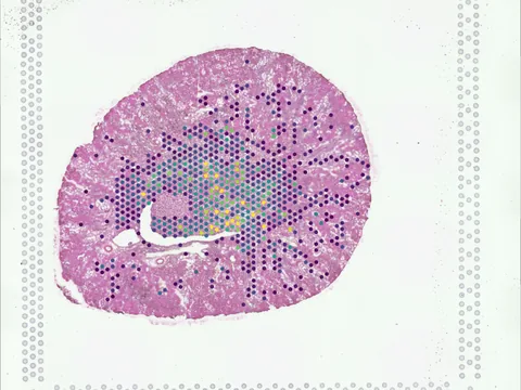 Mouse kidney preview