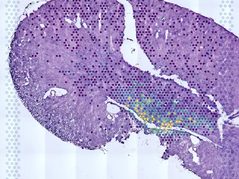 Mouse kidney preview