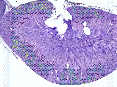 Mouse kidney preview