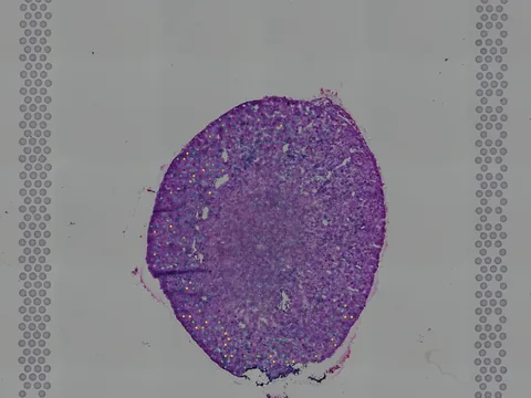 Mouse kidney preview