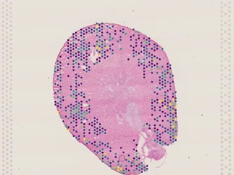 Mouse kidney preview
