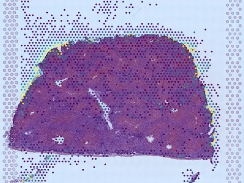 Human liver preview