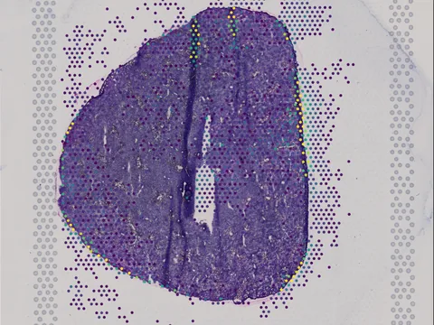 Mouse liver preview
