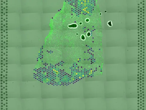 Human liver preview