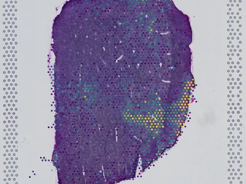 Mouse liver preview