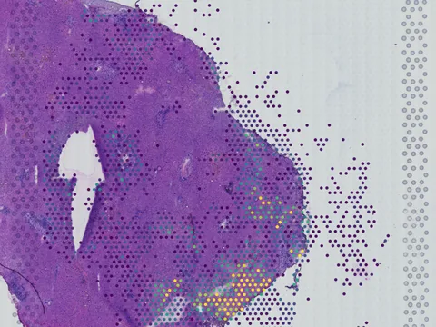 Human liver preview