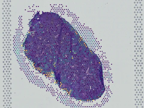 Mouse liver preview