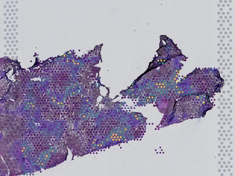 Human liver preview