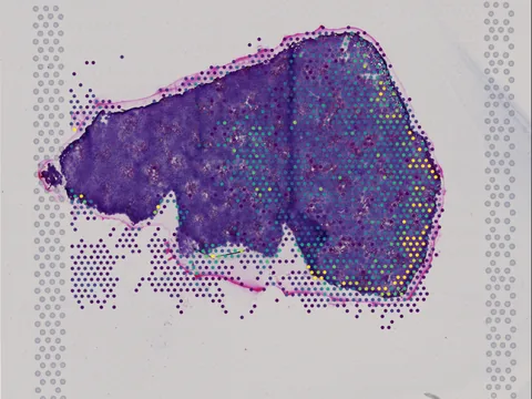 Mouse liver preview