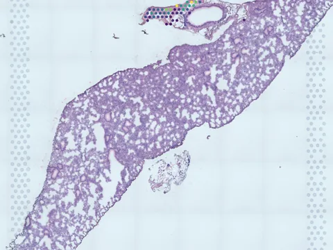 Mouse lung preview