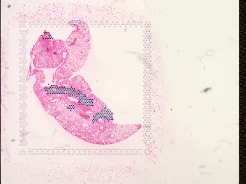 Mouse lung preview