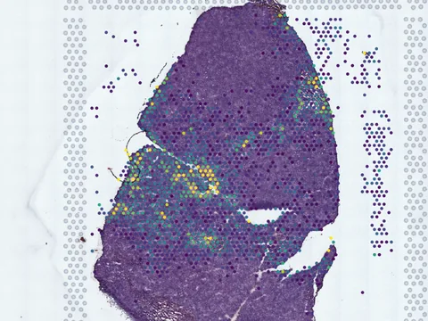 Mouse lung preview