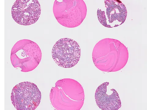 Mouse lung preview